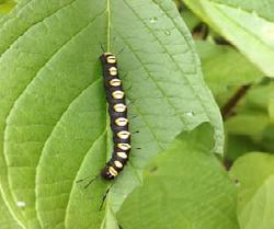 This caterpillar might be in the family Torticidae but I am not positive. Monitoring: Visually search for damage to flowers and buds, frass, and the actual caterpillars.