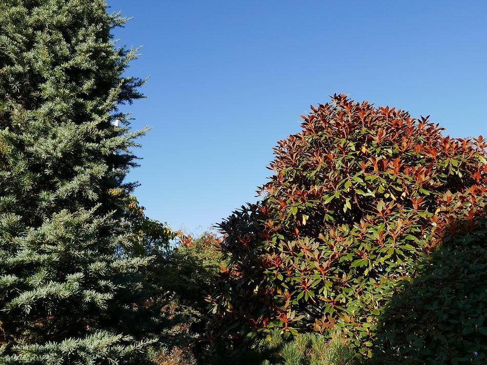 Evergreen colour of a conifer and Rhododendron