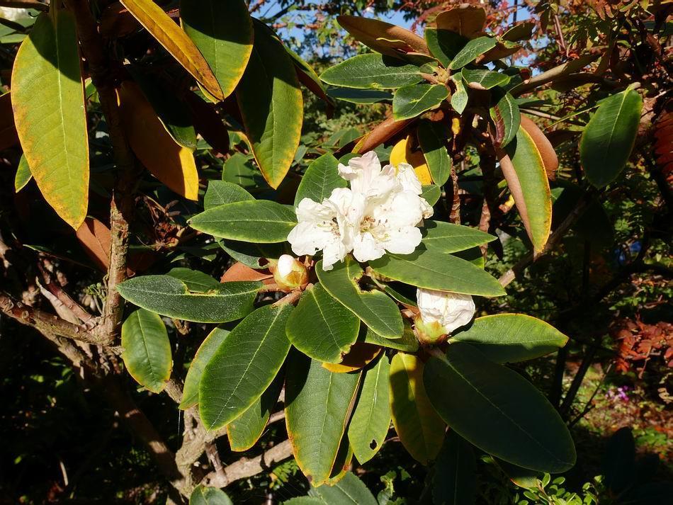 Rhododendron taliense x lacteum If the growing conditions have been favourable