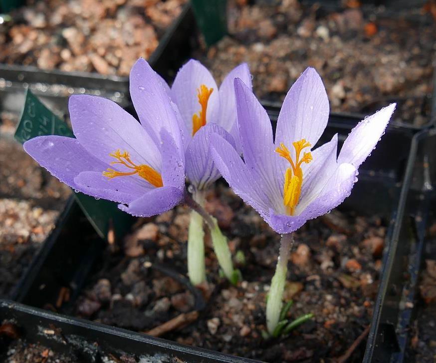 Many Crocus such as Crocus serotinus produce their flowers before the leaves grow so remember after the second storm to wait until the leaves appear before any additional watering.