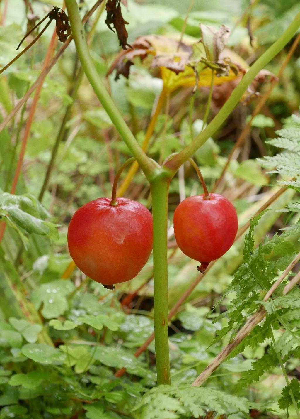 The large red fruits on Podophyllum hexandrum remind us