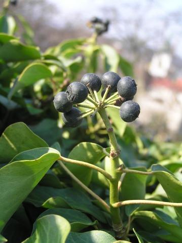 Plant Evaluated Hedera helix