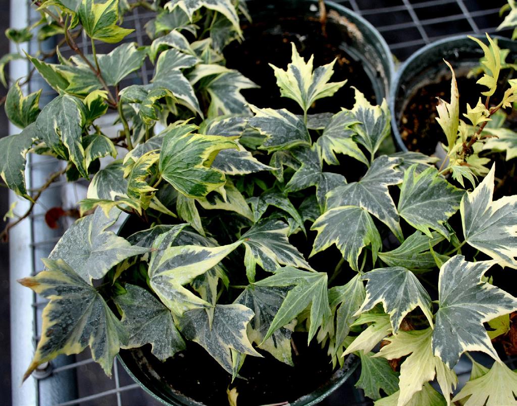 PP339 English Ivy (Hedera helix): Identification and Control of Diseases in Commercial Greenhouse Production and in Landscapes 1 David J. Norman and G.