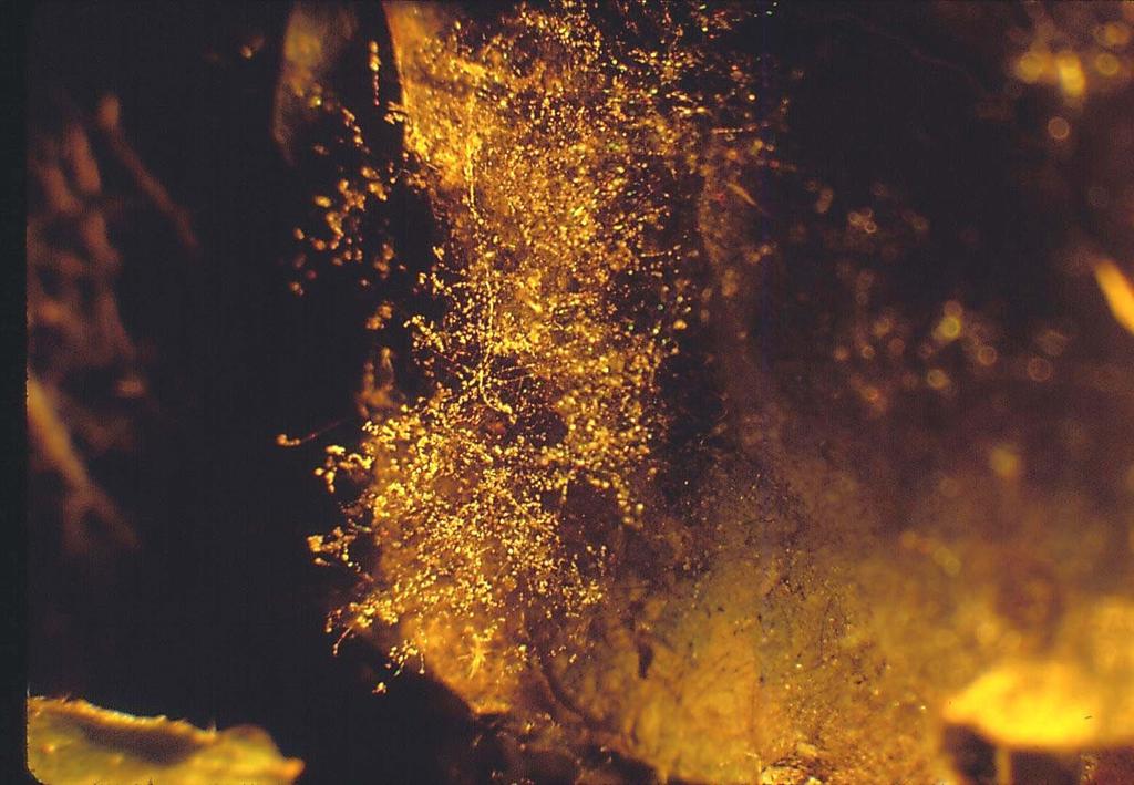 Figure 6. Botrytis blight of English ivy. Note the grey-brown fuzz made up of spores and fungal hyphae. Credits: Dr.