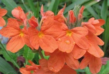 PRODUCTION TECHNOLOGY OF CROSSANDRA Scientific name: Crossandra spp. Family: Acanthaceae Crossandra is an important commercial flower, mainly grown in India, tropical Africa and Madagascar.