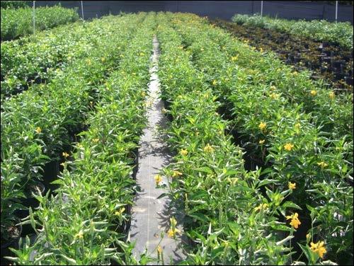 Flowering Crossandra comes to flowering 2-3 months after planting and continues to bear flowers throughout the year with a drop in production during the rainy season.