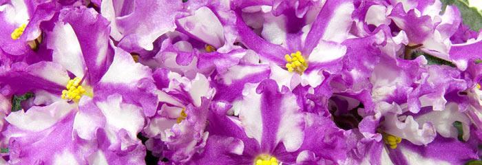 September 2014 The African Violet Way An E-Newsletter by Ruth Coulson A free download from www.africanvioletsforeveryone.net In this issue I have only two articles for you.