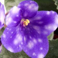 Fantasy flowers are found on all sizes and shapes of African violets, whether they be large rosette types, miniature or semiminiatures or even trailers.