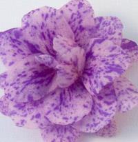 The flowers themselves can be single or double, large or small, ruffled or plain, violet- or star-shaped and anything in between.