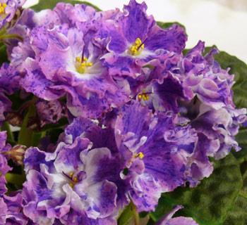can be reproduced in the subsequent offspring. African violet growers commonly call these mutated plants sports. The changes because of temperature that I described above are not mutations.