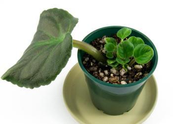 A question about propagation of African violets I recently received an email from a new grower asking about propagating African violet leaves in a jar of water.