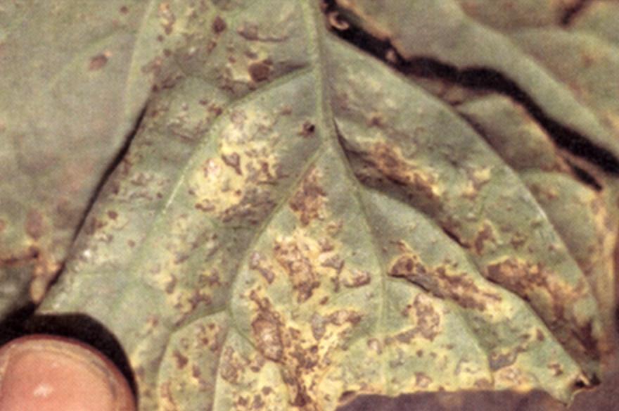 The center of the lesion dries out and turns brown, and veins within the lesion appear blackened. The lesions extend into the leaf, killing large areas of affected leaves.