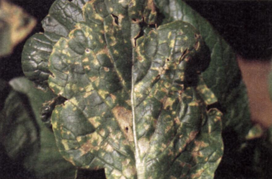 Cutting into stems and petioles of severely affected plants reveals a black discoloration of the vascular system. Fig. 2.