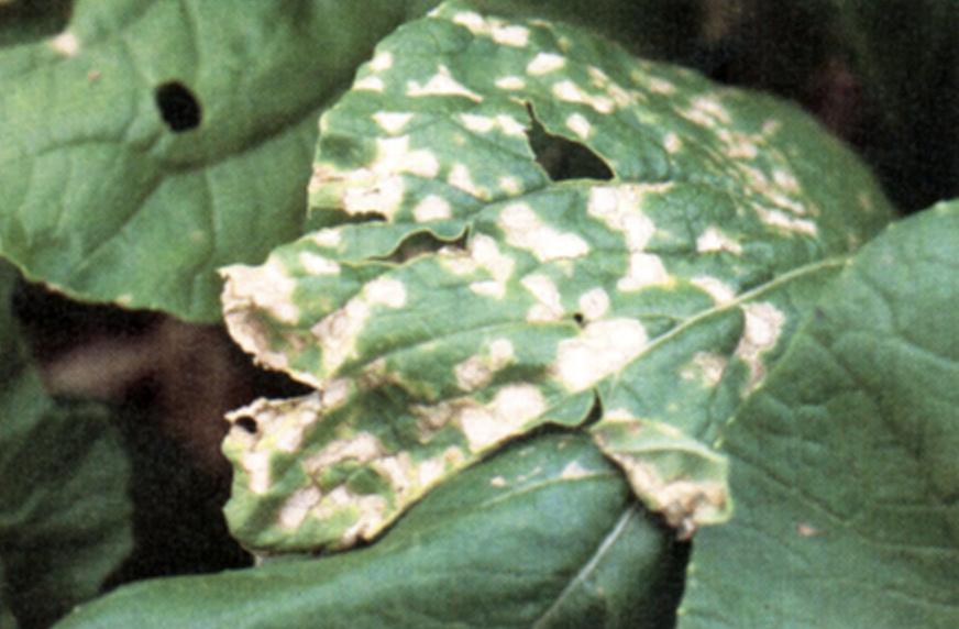 slight damage reduces marketability. The relative importance of each disease and their symptoms is described separately for each disease. However, management practices for disease control are similar.