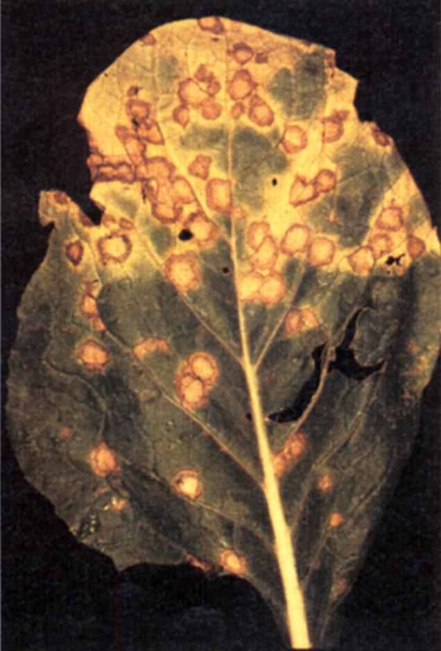 Cercospora has been more frequent in recent years, but both are probably present. White spot is most severe on turnip, mustard, and turnip x mustard hybrids.