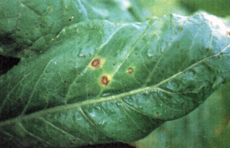 Spores from debris, weeds, or neighboring fields become airborne and are blown to new fields.