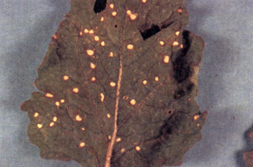 Symptoms - Circular white spots ranging in size from 1/4 to 1/2-inch in diameter are scattered over leaves (Figure 4). Spots may have darkened borders and yellow halos surrounding them (Figure 5).