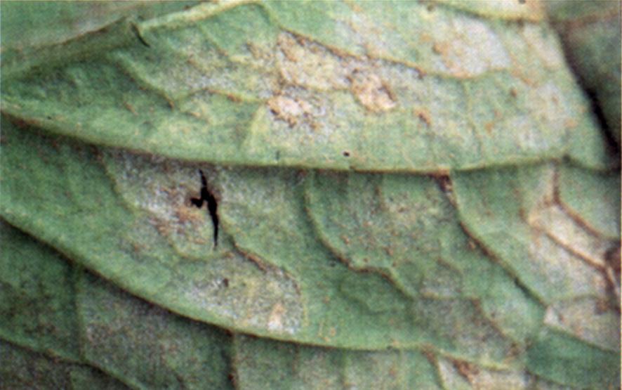Downy mildew (Peronospora parasitica) Downy mildew is caused by a fungus closely related to the one that causes white rust.