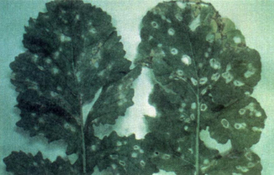 Yellow areas later develop on the corresponding upper sides (Figure 9). Infected areas enlarge and their centers turn tan to light brown in color and papery in texture.