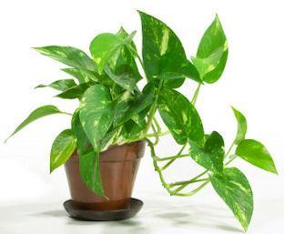 FIVE HIDDEN ALLERGY CULPRITS AT HOME Houseplants can be a breeding ground for