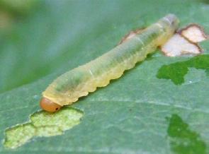 They feed on the leaf by chewing holes in the middle of the leaf (see