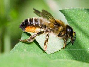 These bees much like honey bees pollinate many crops in your garden.