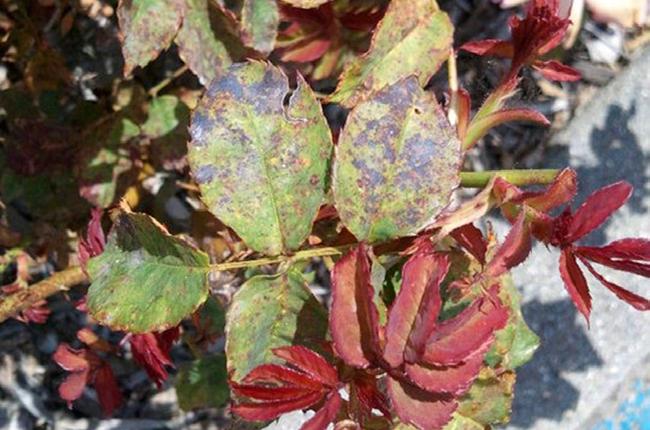 Page 14 Black Spot Black spot is also a fungal disease like powdery mildew and rust. It causes large black blotched on the leaves.