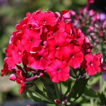 It is an fragrant, upright, clump-forming, rhizomatous perennial with rose to reddish purple flowers which grows approx. 1-3 tall.