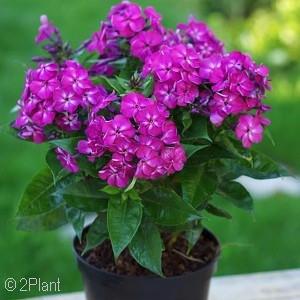 Garden Phlox - Phlox paniculata - These upright phlox are taller and bloom mid-summer. Newer varieties are mildew-resistant, bloom longer, and are more compact.