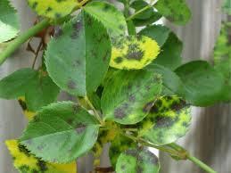 Black Spot Caused by the fungus Diplocarpon rosae Requires free water to