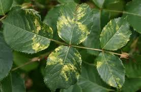 Rose Mosaic Caused by a number of virus s leaf symptoms will vary depending on which virus or viruses are present, the