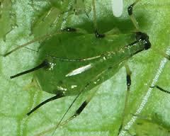 Aphids A variety of types. Favor young rapidly growing tissue.