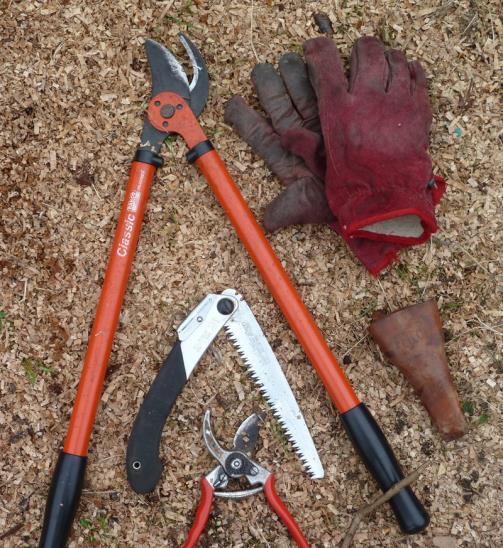 Getting Started When to prune: In our area summer pruning is needed from spring to fall with winter pruning done in January, or