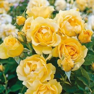 Techniques to use for: Floribundas Up to 4 ft, flowers abundantly, bearing clusters of