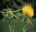 Thistle s Lespedeza s Prevention Search Early Alerts