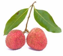 FLORIDA DEPARTMENT OF AGRICULTURE AND CONSUMER SERVICES PUBLIC NOTICE QUARANTINE IN EFFECT FOR LEE COUNTY Do Not Move Lychee Out of Lee County LEE COUNTY The Florida Department of Agriculture and