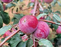 Recommended Varieties: Apple All have immunity or