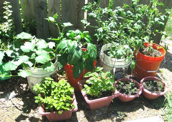 Be sure the plants you choose are suitable to grow in containers. q Sun: Most fruit and vegetable plants need 6 or more hours of sun each day to grow.