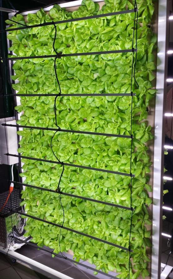 Advantages of our Vertical Indoor Gardens and Farms THE REAL LOCAL