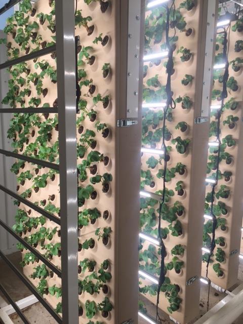 Hospitality Mini Vertical Farm Grows 1,300 plants at a time Easy to operate, Plug and Play 1,300 Plants in 4 aeroponic panels