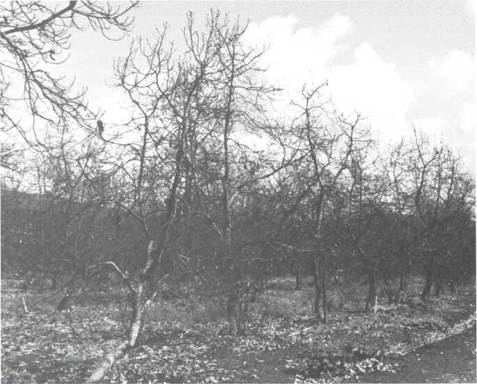 Fig. 1 March 1991 Freeze damaged 'Zutanos' near Porterville in the