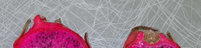 Dragon fruit sugar concentrations decline slightly with