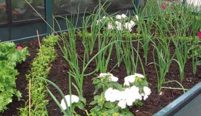 GROWING - WHAT, WHEN AND HOW Sowing In a raised bed, plants can be positioned much closer than in a conventional garden bed and the crops can be broadcast seeded.