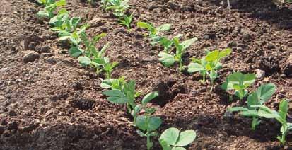 For instance, when you sow peas or beans, the ENTIRE row will come up! You do not need to soak the seeds in water first or to re-sow.