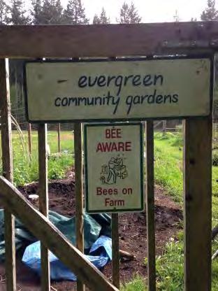 Evergreen Community Gardens Address: 2712 Lewis Rd NW, Olympia, WA 98502 Organization: The Evergreen State College Age of Garden: 32 years Number of Plots: 80 Membership Fee: $30 per year (as of