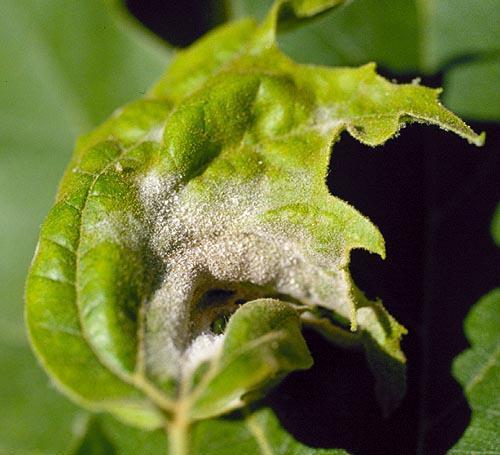Sycamore/Planetree Powdery Mildew Powdery mildews: <> fungal disease <> many pathogens, even more hosts <>Some are