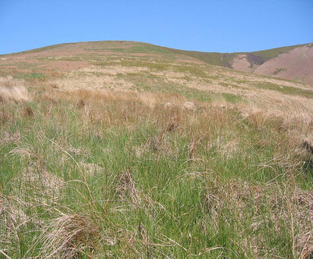 Above the fell wall looking up the main transport slope Un improved soil / pasture above the fell wall is dominated by course unproductive and unpalatable grasses Sheep's fescue (Festuca ovina)