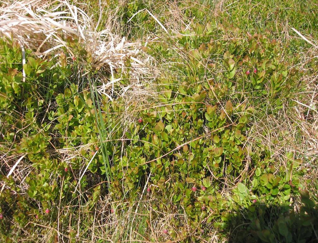 Wavy hair grass (Deschampsia flexuosa) dried remnants of previous years growth In the drier soils on the main transport slope Bilberry (Vaccinium myrtillus) is increasingly dominant in the sward as a