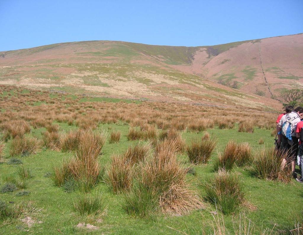 Open fell unimproved soil / vegetation This field is on the toe slope and receives soil and water from the upper slope.