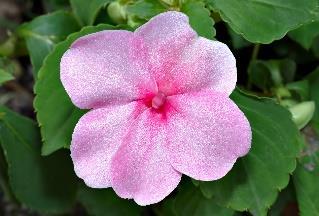 Comparative Efficacy on Impatiens (Impatiens walleriana) In 2006, Pemberton examined four products: Fascination, Maxcel and Provide all at 100 ppm and a standard EthylBloc at 1 ppm.